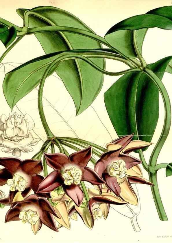 Reproducción/Reproduction 35085996592: Curtis's botanical magazine.. London ; New York [etc.] :Academic Press [etc.]