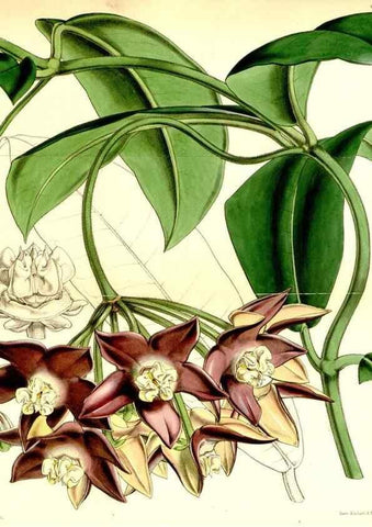Reproducción/Reproduction 35085996592: Curtis's botanical magazine.. London ; New York [etc.] :Academic Press [etc.]