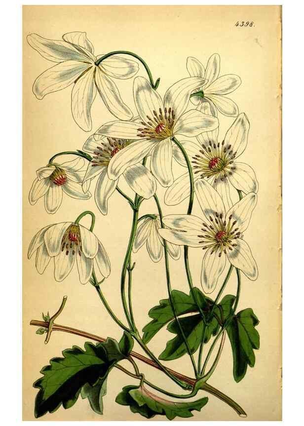 Reproducción/Reproduction 35121681731: Curtis's botanical magazine.. London ; New York [etc.] :Academic Press [etc.]
