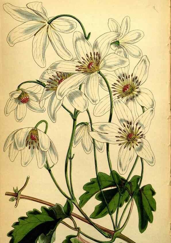 Reproducción/Reproduction 35121681731: Curtis's botanical magazine.. London ; New York [etc.] :Academic Press [etc.]
