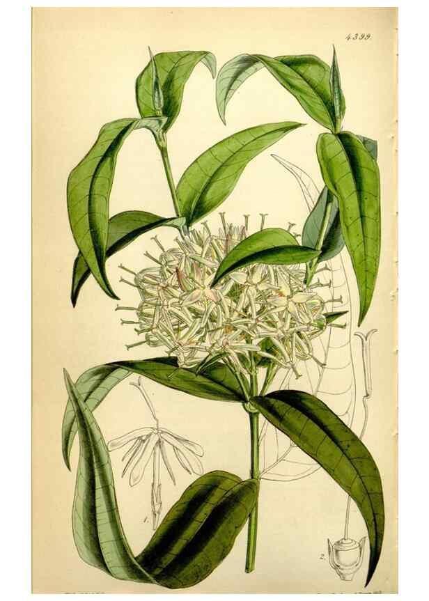 Reproducción/Reproduction 35121686031: Curtis's botanical magazine.. London ; New York [etc.] :Academic Press [etc.]