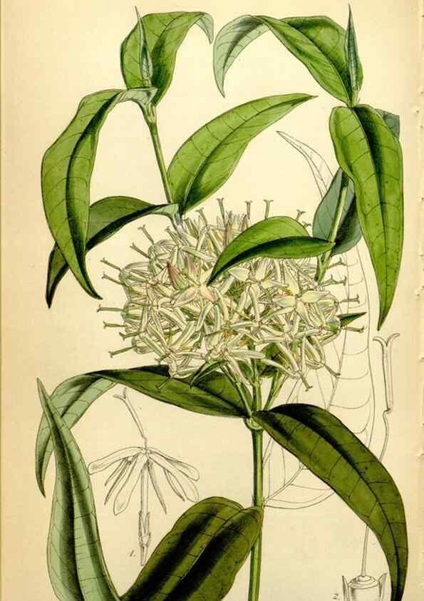Reproducción/Reproduction 35121686031: Curtis's botanical magazine.. London ; New York [etc.] :Academic Press [etc.]