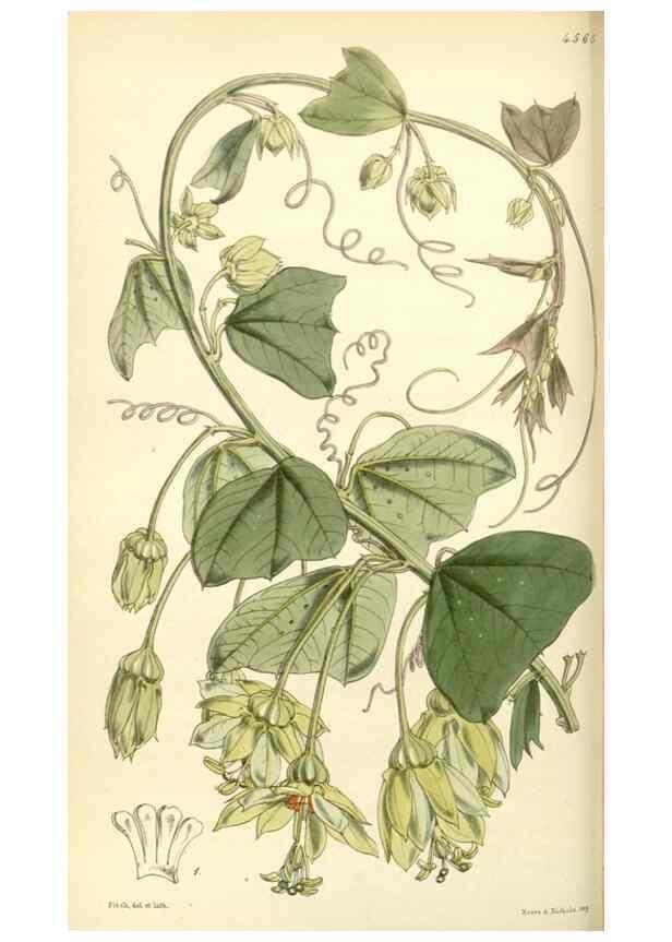 Reproducción/Reproduction 35121862621: Curtis's botanical magazine.. London ; New York [etc.] :Academic Press [etc.]