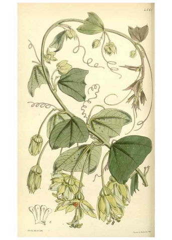 Reproducción/Reproduction 35121862621: Curtis's botanical magazine.. London ; New York [etc.] :Academic Press [etc.]