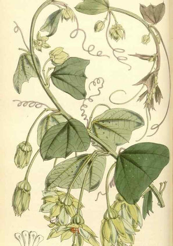 Reproducción/Reproduction 35121862621: Curtis's botanical magazine.. London ; New York [etc.] :Academic Press [etc.]