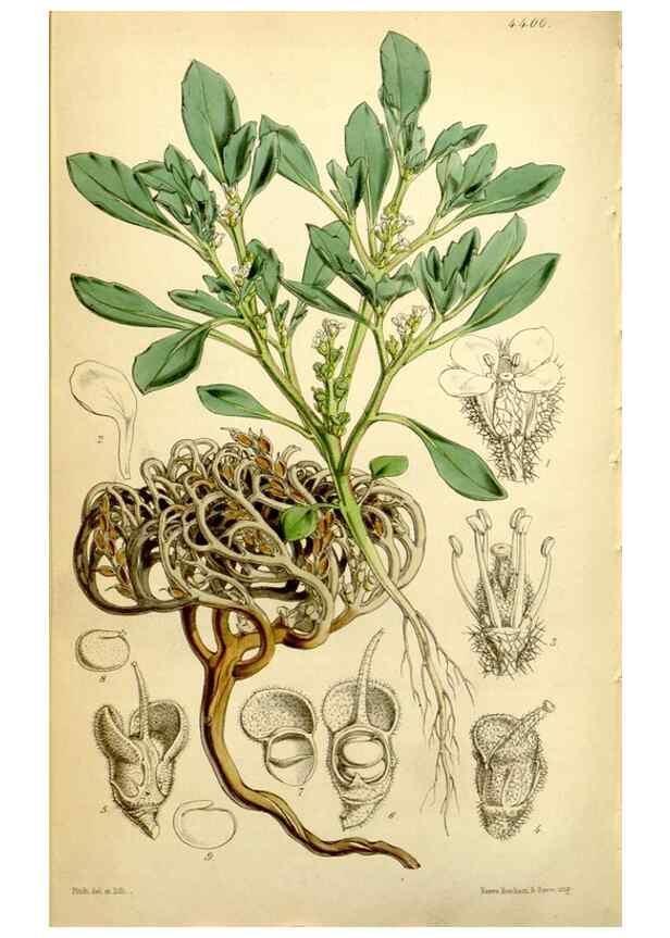Reproducción/Reproduction 34442525553: Curtis's botanical magazine.. London ; New York [etc.] :Academic Press [etc.]