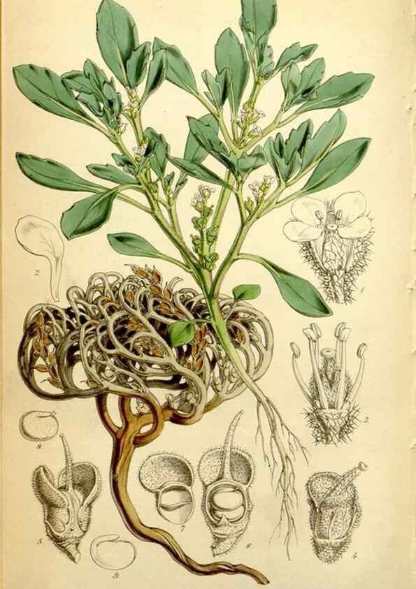 Reproducción/Reproduction 34442525553: Curtis's botanical magazine.. London ; New York [etc.] :Academic Press [etc.]