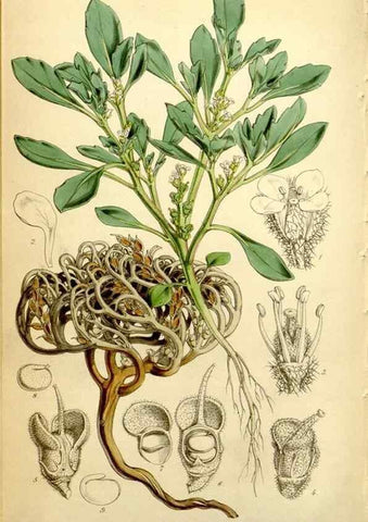 Reproducción/Reproduction 34442525553: Curtis's botanical magazine.. London ; New York [etc.] :Academic Press [etc.]