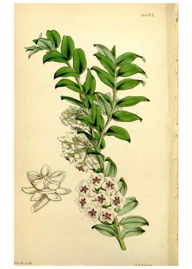 Reproducción/Reproduction 34864440580: Curtis's botanical magazine.. London ; New York [etc.] :Academic Press [etc.]