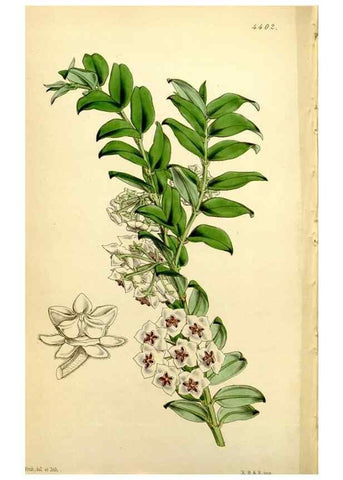 Reproducción/Reproduction 34864440580: Curtis's botanical magazine.. London ; New York [etc.] :Academic Press [etc.]