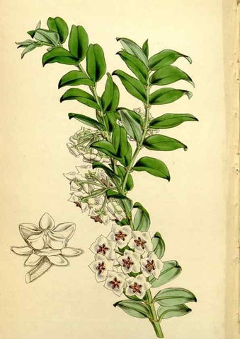 Reproducción/Reproduction 34864440580: Curtis's botanical magazine.. London ; New York [etc.] :Academic Press [etc.]