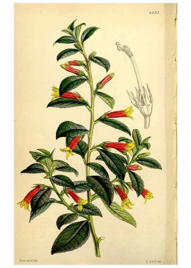 Reproducción/Reproduction 34864442580: Curtis's botanical magazine.. London ; New York [etc.] :Academic Press [etc.]