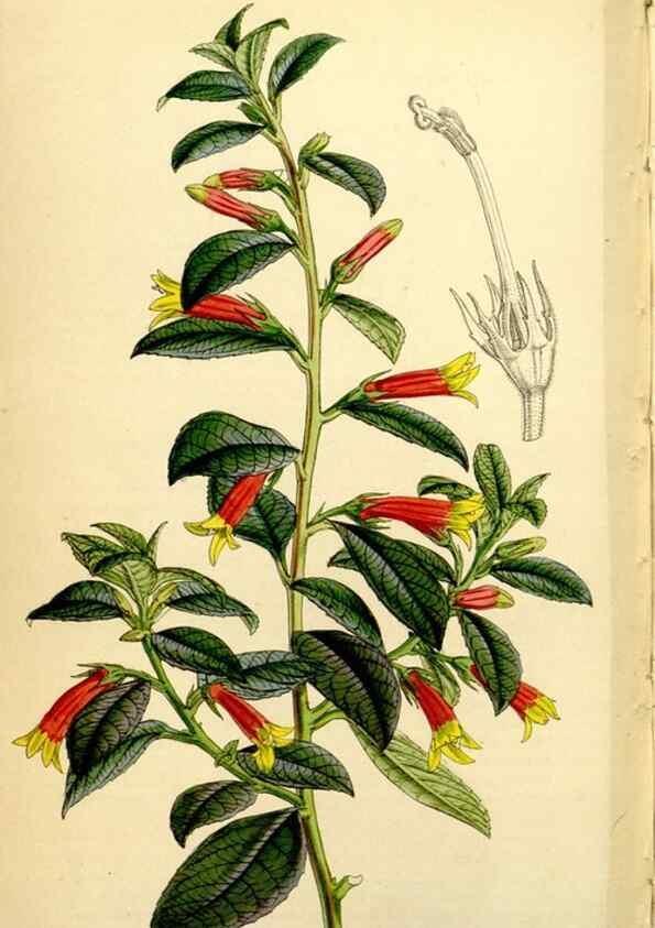 Reproducción/Reproduction 34864442580: Curtis's botanical magazine.. London ; New York [etc.] :Academic Press [etc.]