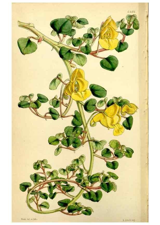 Reproducción/Reproduction 34442536843: Curtis's botanical magazine.. London ; New York [etc.] :Academic Press [etc.]