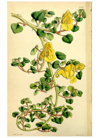 Reproducción/Reproduction 34442536843: Curtis's botanical magazine.. London ; New York [etc.] :Academic Press [etc.]