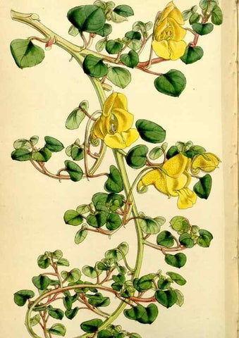 Reproducción/Reproduction 34442536843: Curtis's botanical magazine.. London ; New York [etc.] :Academic Press [etc.]