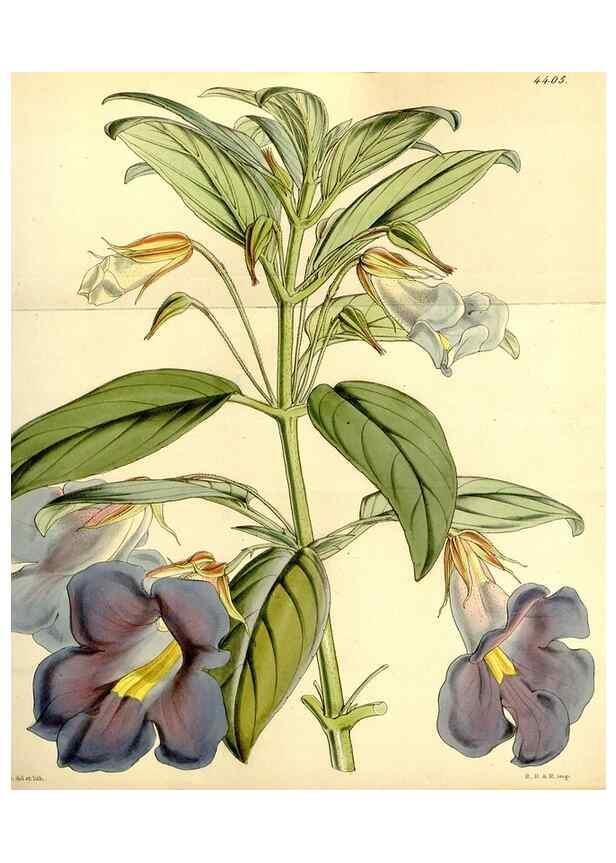 Reproducción/Reproduction 35211597486: Curtis's botanical magazine.. London ; New York [etc.] :Academic Press [etc.]