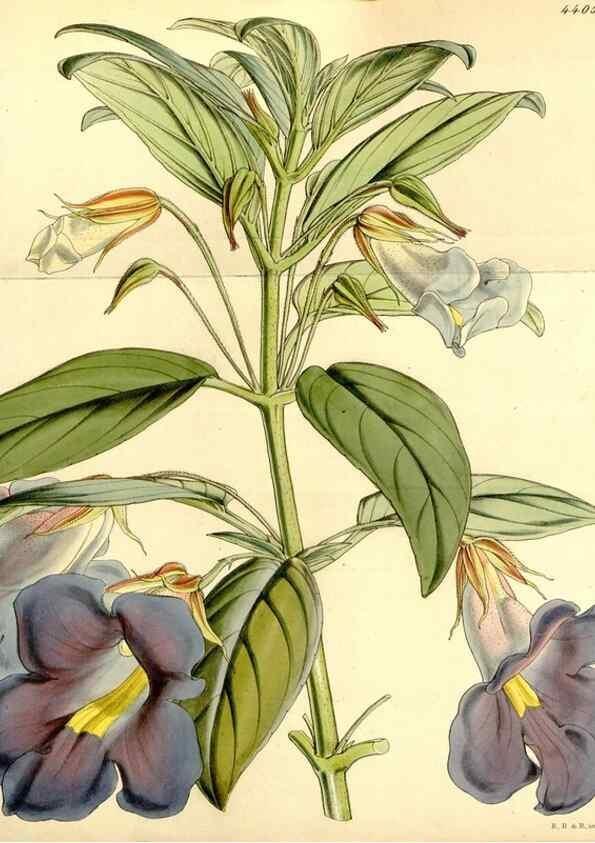 Reproducción/Reproduction 35211597486: Curtis's botanical magazine.. London ; New York [etc.] :Academic Press [etc.]