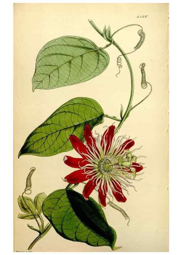Reproducción/Reproduction 35211599016: Curtis's botanical magazine.. London ; New York [etc.] :Academic Press [etc.]