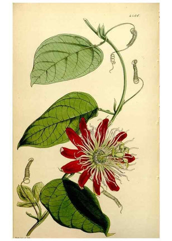 Reproducción/Reproduction 35211599016: Curtis's botanical magazine.. London ; New York [etc.] :Academic Press [etc.]