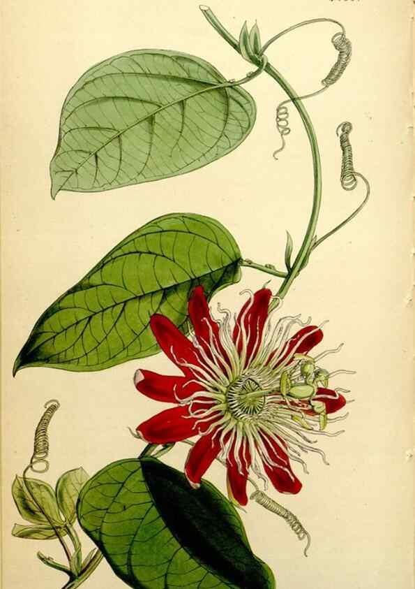 Reproducción/Reproduction 35211599016: Curtis's botanical magazine.. London ; New York [etc.] :Academic Press [etc.]