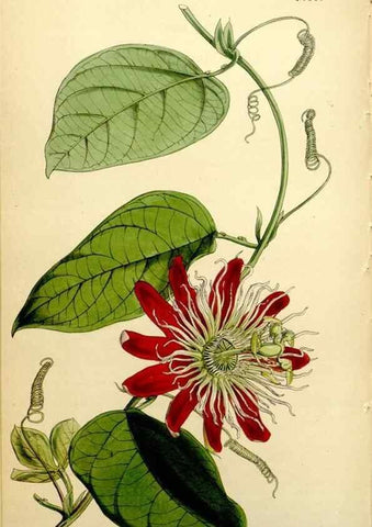 Reproducción/Reproduction 35211599016: Curtis's botanical magazine.. London ; New York [etc.] :Academic Press [etc.]