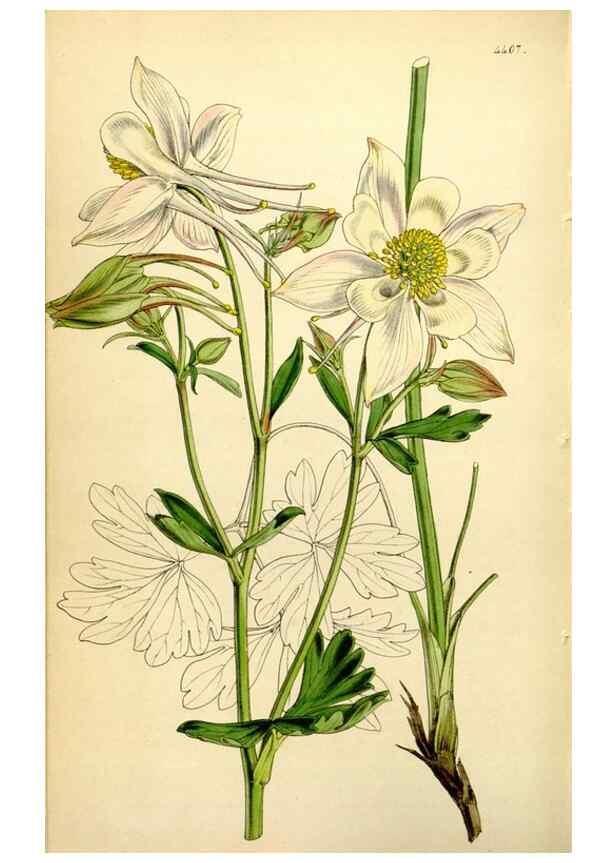 Reproducción/Reproduction 34407677684: Curtis's botanical magazine.. London ; New York [etc.] :Academic Press [etc.]