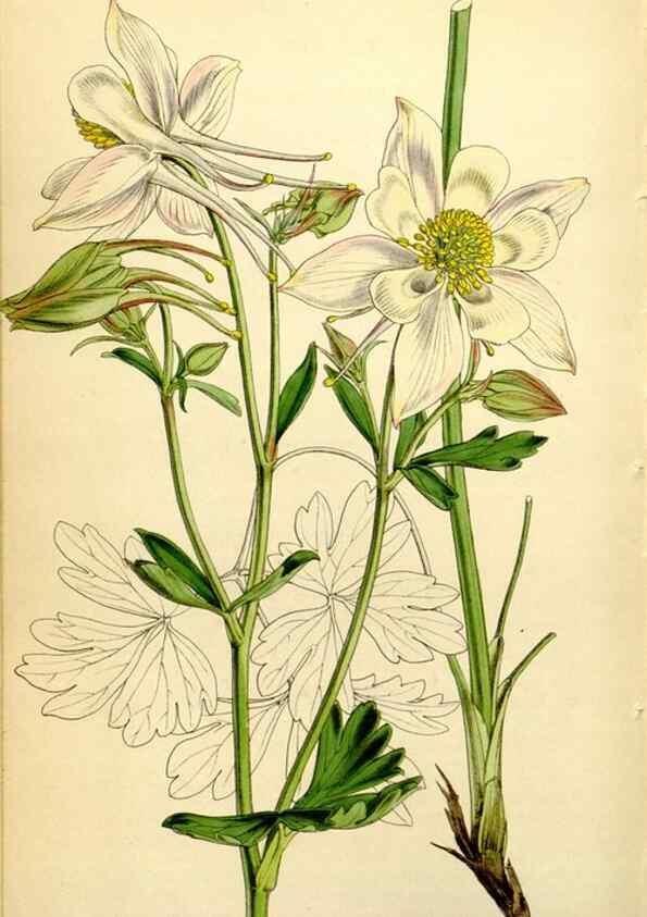 Reproducción/Reproduction 34407677684: Curtis's botanical magazine.. London ; New York [etc.] :Academic Press [etc.]
