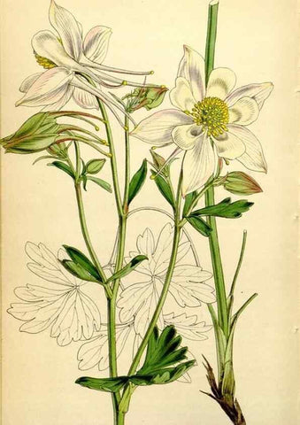 Reproducción/Reproduction 34407677684: Curtis's botanical magazine.. London ; New York [etc.] :Academic Press [etc.]