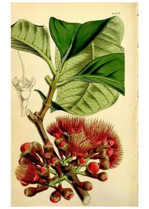 Reproducción/Reproduction 34407680954: Curtis's botanical magazine.. London ; New York [etc.] :Academic Press [etc.]