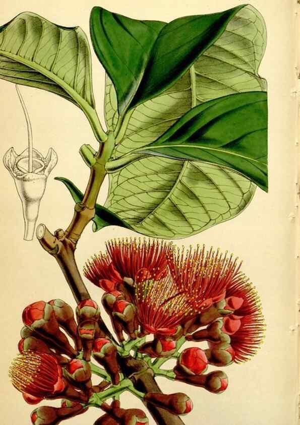 Reproducción/Reproduction 34407680954: Curtis's botanical magazine.. London ; New York [etc.] :Academic Press [etc.]