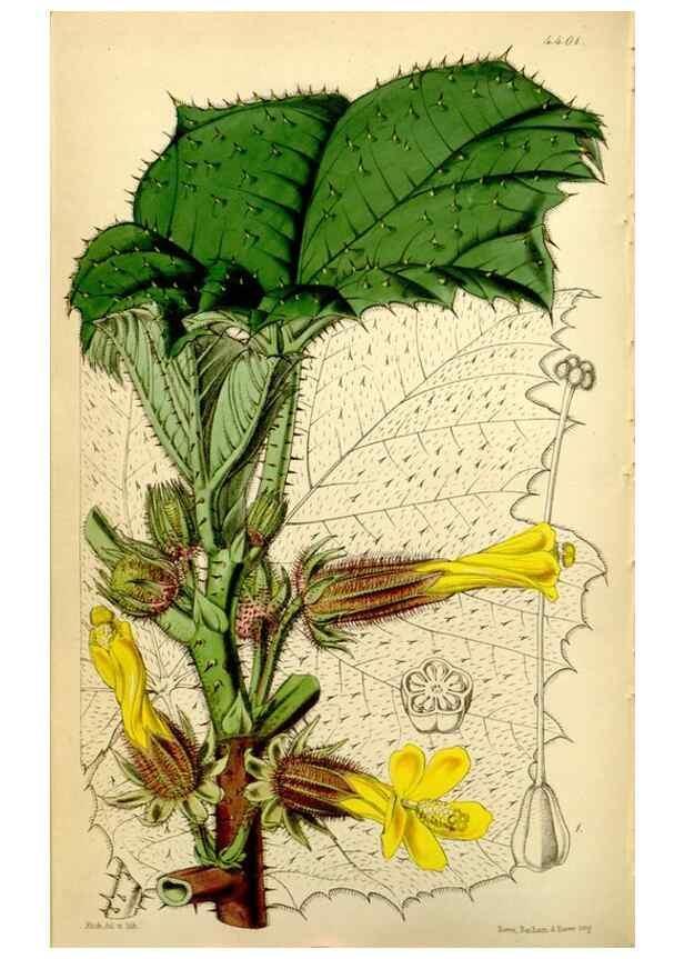 Reproducción/Reproduction 34864438960: Curtis's botanical magazine.. London ; New York [etc.] :Academic Press [etc.]