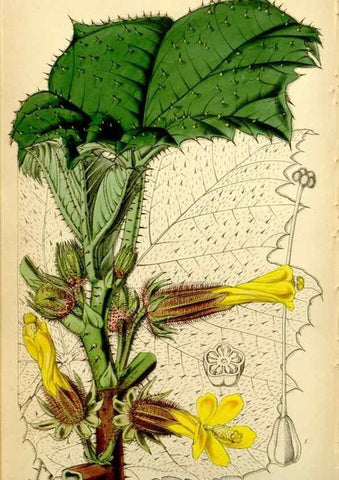 Reproducción/Reproduction 34864438960: Curtis's botanical magazine.. London ; New York [etc.] :Academic Press [etc.]