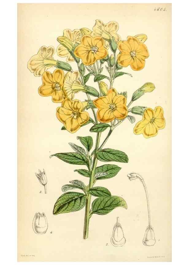Reproducción/Reproduction 35211820526: Curtis's botanical magazine.. London ; New York [etc.] :Academic Press [etc.]