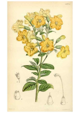 Reproducción/Reproduction 35211820526: Curtis's botanical magazine.. London ; New York [etc.] :Academic Press [etc.]