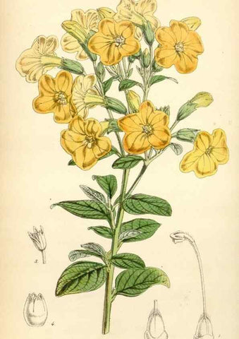 Reproducción/Reproduction 35211820526: Curtis's botanical magazine.. London ; New York [etc.] :Academic Press [etc.]