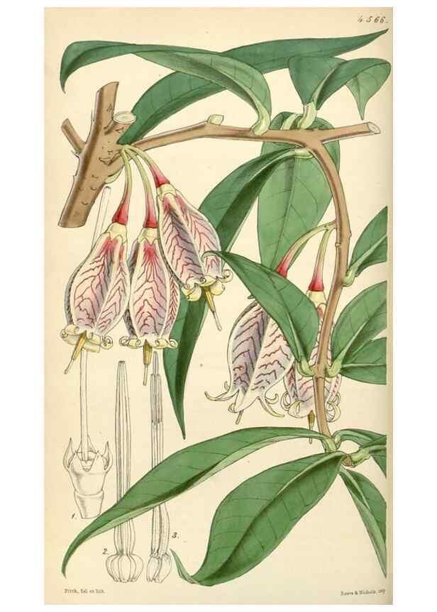 Reproducción/Reproduction 35086133222: Curtis's botanical magazine.. London ; New York [etc.] :Academic Press [etc.]
