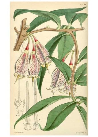 Reproducción/Reproduction 35086133222: Curtis's botanical magazine.. London ; New York [etc.] :Academic Press [etc.]