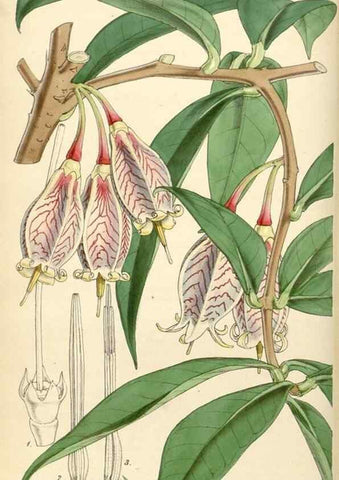 Reproducción/Reproduction 35086133222: Curtis's botanical magazine.. London ; New York [etc.] :Academic Press [etc.]