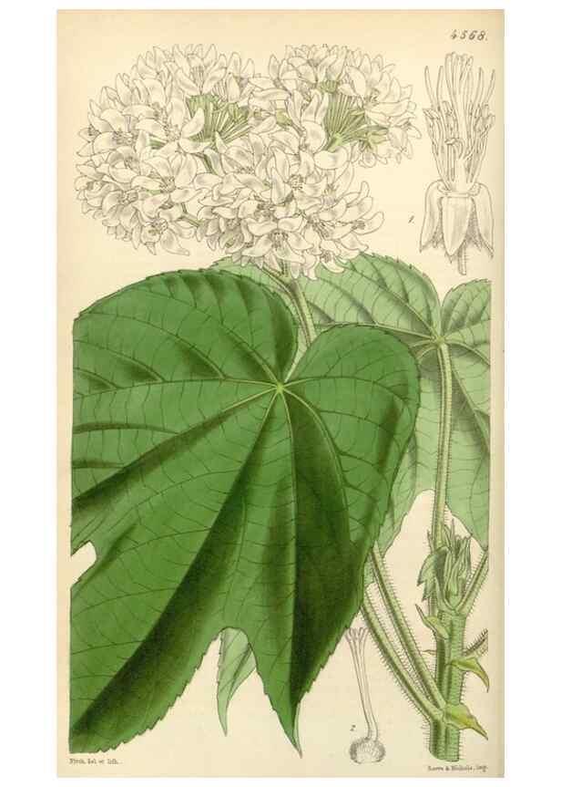 Reproducción/Reproduction 35086135362: Curtis's botanical magazine.. London ; New York [etc.] :Academic Press [etc.]