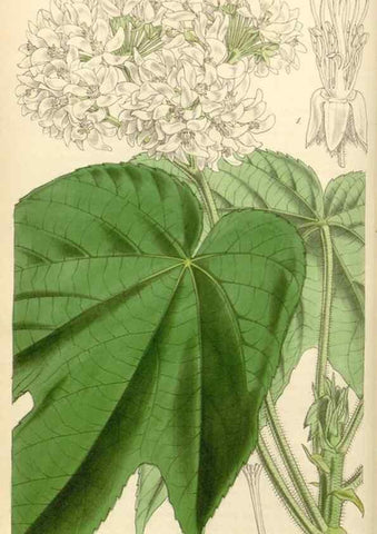 Reproducción/Reproduction 35086135362: Curtis's botanical magazine.. London ; New York [etc.] :Academic Press [etc.]