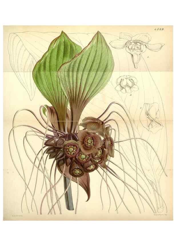 Reproducción/Reproduction 35251614725: Curtis's botanical magazine.. London ; New York [etc.] :Academic Press [etc.]