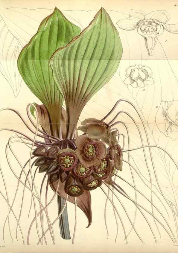 Reproducción/Reproduction 35251614725: Curtis's botanical magazine.. London ; New York [etc.] :Academic Press [etc.]