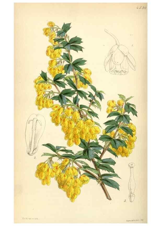 Reproducción/Reproduction 35251615915: Curtis's botanical magazine.. London ; New York [etc.] :Academic Press [etc.]