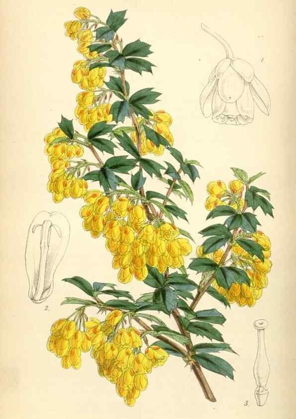 Reproducción/Reproduction 35251615915: Curtis's botanical magazine.. London ; New York [etc.] :Academic Press [etc.]