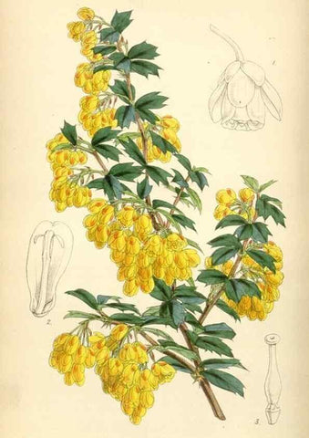 Reproducción/Reproduction 35251615915: Curtis's botanical magazine.. London ; New York [etc.] :Academic Press [etc.]