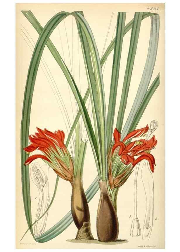 Reproducción/Reproduction 35251617625: Curtis's botanical magazine.. London ; New York [etc.] :Academic Press [etc.]