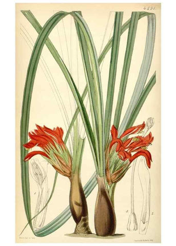 Reproducción/Reproduction 35251617625: Curtis's botanical magazine.. London ; New York [etc.] :Academic Press [etc.]