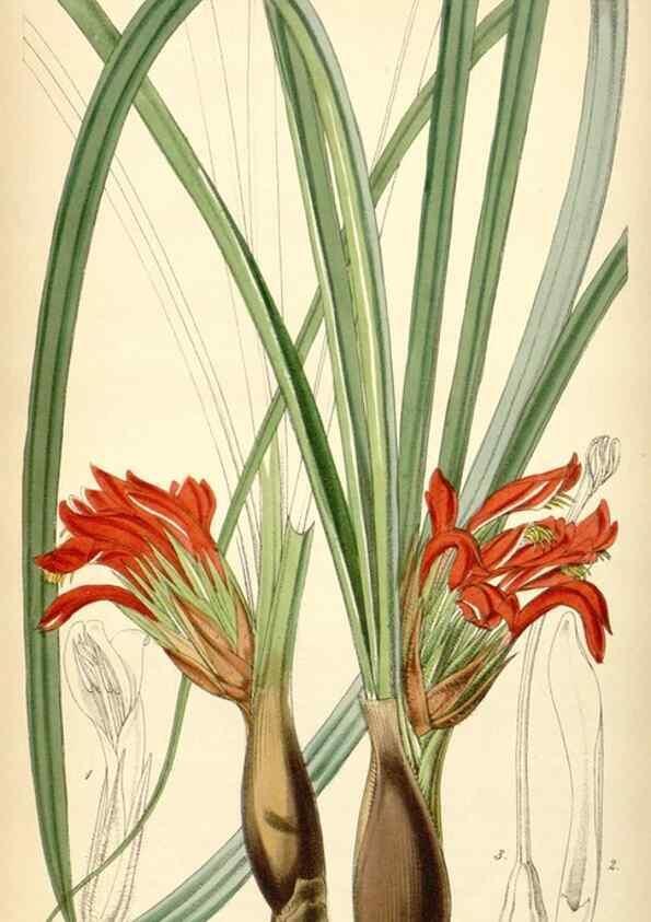 Reproducción/Reproduction 35251617625: Curtis's botanical magazine.. London ; New York [etc.] :Academic Press [etc.]