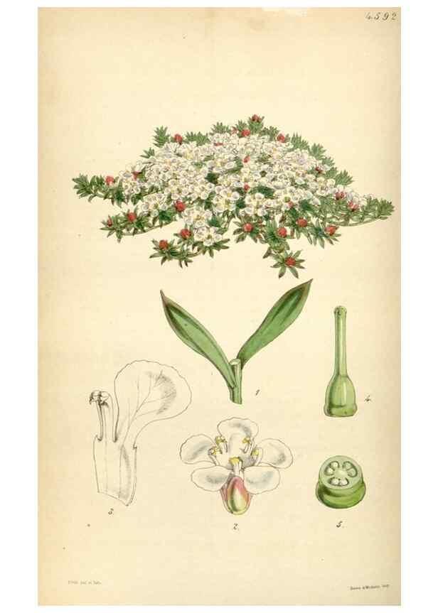 Reproducción/Reproduction 35251619225: Curtis's botanical magazine.. London ; New York [etc.] :Academic Press [etc.]